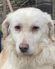 RUBY, Hund, Mischlingshund in Italien