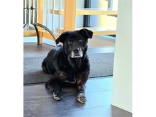 MONALISA, Hund, Mischlingshund in Ludwigshafen