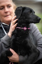 DARKIA, Hund, Deutsch Kurzhaar-Mix in Ungarn