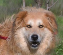 ROLEX, Hund, Mischlingshund in Portugal