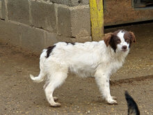 VICTOR, Hund, Mischlingshund in Bulgarien