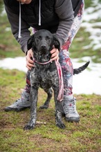 DYSTRA, Hund, Deutsch Kurzhaar-Mix in Ungarn