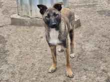 VIVO, Hund, Mischlingshund in Güglingen