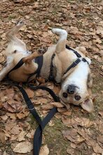 MIRNA, Hund, Mischlingshund in Kaiserslautern