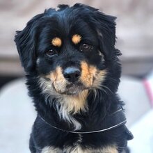 EDDA, Hund, Mischlingshund in Rumänien