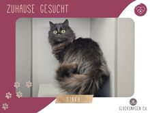 TINKA, Katze, Langhaarkatze-Mix in Bulgarien