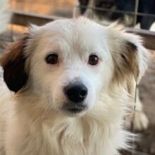 VODDI, Hund, Mischlingshund in Griechenland