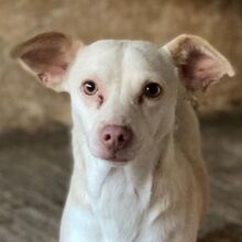 NEWTON, Hund, Mischlingshund in Griechenland