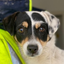 JULIA, Hund, Mischlingshund in Griechenland