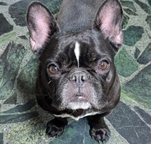 YODA2, Hund, Französische Bulldogge in Spanien