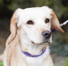 KARLOTTA, Hund, Mischlingshund in Zypern