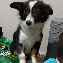 LUISA, Hund, Mischlingshund in Bochum