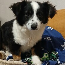 TEDDY, Hund, Mischlingshund in Griechenland