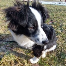TEDDY, Hund, Mischlingshund in Berlin