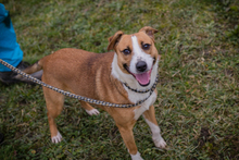 ANITA, Hund, Mischlingshund in Kroatien