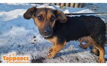 SHAKIRA2, Hund, Mischlingshund in Kassel