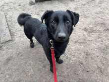 MACI, Hund, Mischlingshund in Erlangen