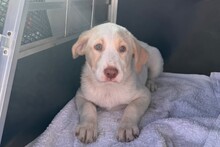 SOLE, Hund, Labrador-Setter-Mischling in Italien