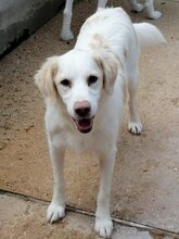 GRETEL, Hund, Mischlingshund in Italien