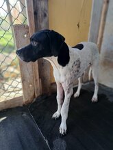 LUCIO, Hund, Mischlingshund in Italien