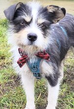 HAZEL, Hund, Mischlingshund in Alfeld