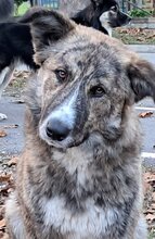 PUPETTA, Hund, Mischlingshund in Italien