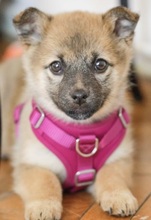 BESSIE, Hund, Mischlingshund in Rumänien