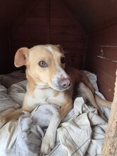 STELLINA, Hund, Mischlingshund in Italien