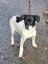 REY, Hund, Mischlingshund in Bulgarien