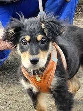 BARI, Hund, Mischlingshund in Bulgarien