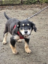DUSTY, Hund, Mischlingshund in Bulgarien