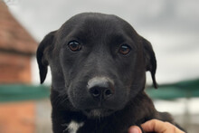 STEFAN, Hund, Mischlingshund in Kroatien