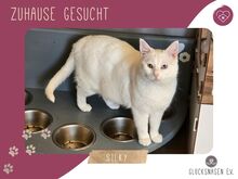 SILKY, Katze, Europäisch Kurzhaar in Bulgarien