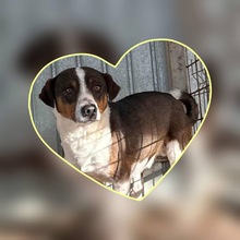 LUMO, Hund, Mischlingshund in Nürnberg