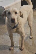 ARON, Hund, Mischlingshund in Kroatien
