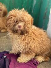 NACHO, Hund, Mischlingshund in Berg