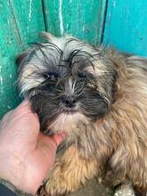 NALA, Hund, Mischlingshund in Rumänien