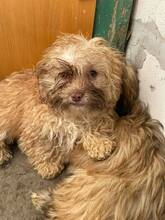 NASCHI, Hund, Mischlingshund in Rumänien