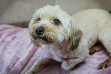 ZOE, Hund, Malteser Mischling in Kroatien