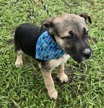 RUFUS, Hund, Deutscher Schäferhund-Mix in Ungarn