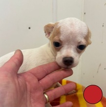 ABY, Hund, Chihuahua Mischling in Slowakische Republik