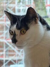 MIA, Katze, Europäisch Kurzhaar in Hamburg