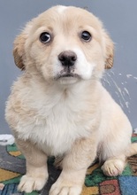 ELSE, Hund, Mischlingshund in Rumänien