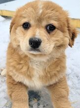 ENNI, Hund, Mischlingshund in Rumänien