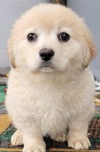 ESTRELLA, Hund, Mischlingshund in Rumänien