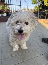 RAYAN, Hund, Mischlingshund in Ungarn
