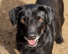MONA, Hund, Mischlingshund in Gefrees