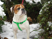 PEPPI, Hund, Bulldog-Mix in Hamburg