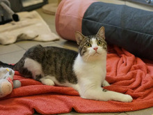 EGON, Katze, Europäisch Kurzhaar in Hamburg