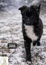 JOSS, Hund, Mischlingshund in Mammendorf